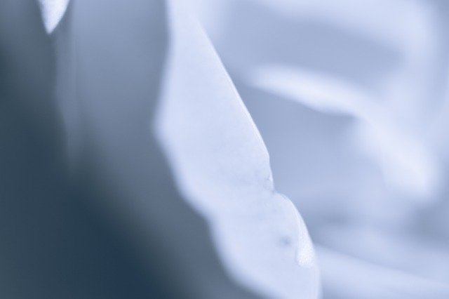 Muat turun percuma White Flower Petal Macro - foto atau gambar percuma untuk diedit dengan editor imej dalam talian GIMP