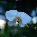 White flowers  screen for extension Chrome web store in OffiDocs Chromium