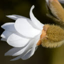 White Flowers and Feathers  screen for extension Chrome web store in OffiDocs Chromium