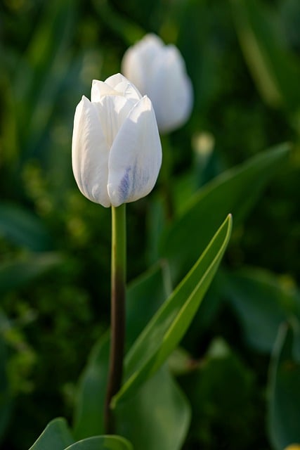 Free download white flowers beautiful flowers free picture to be edited with GIMP free online image editor