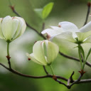 White flowers bloom  screen for extension Chrome web store in OffiDocs Chromium