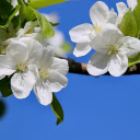 White Flowers Blooming Branches  screen for extension Chrome web store in OffiDocs Chromium