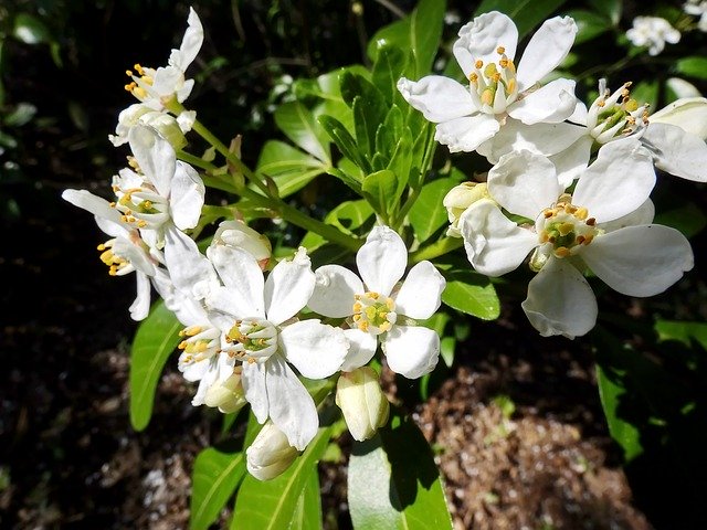 Free download White Flowers Bouquet Spring -  free photo or picture to be edited with GIMP online image editor