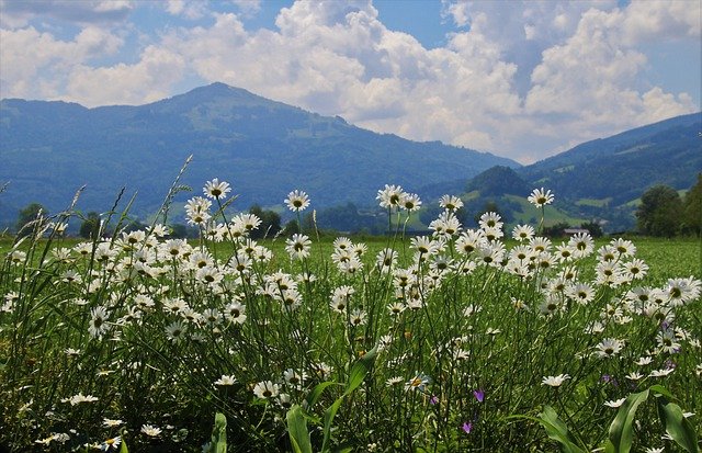 Free download white flowers chamomile meadows free picture to be edited with GIMP free online image editor