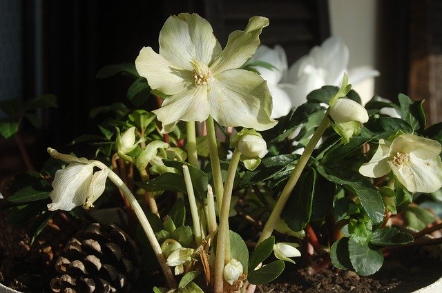 Kostenloser Download White Flowers Christmas Rose - kostenloses Foto oder Bild zur Bearbeitung mit GIMP Online-Bildbearbeitung