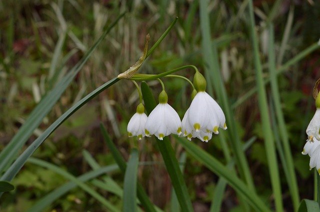 Unduh gratis White Flowers Close Up - foto atau gambar gratis untuk diedit dengan editor gambar online GIMP