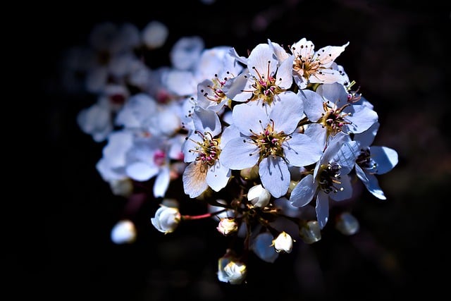 Free download white flowers cottonwood blossom free picture to be edited with GIMP free online image editor