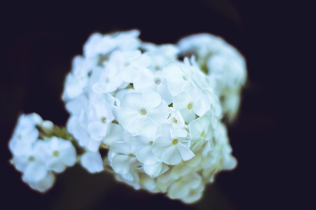 Bezpłatne pobieranie White Flowers Flower Macro - darmowe zdjęcie lub obraz do edycji za pomocą internetowego edytora obrazów GIMP