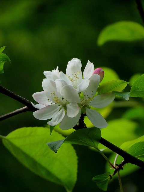 Gratis download White Flowers Fruits Bloom - gratis foto of afbeelding om te bewerken met GIMP online afbeeldingseditor