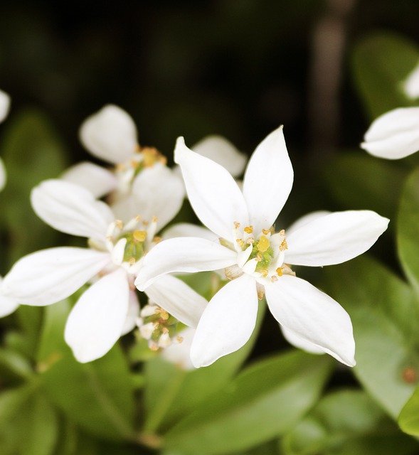Téléchargement gratuit d'herbe de fleurs blanches - photo ou image gratuite à éditer avec l'éditeur d'images en ligne GIMP