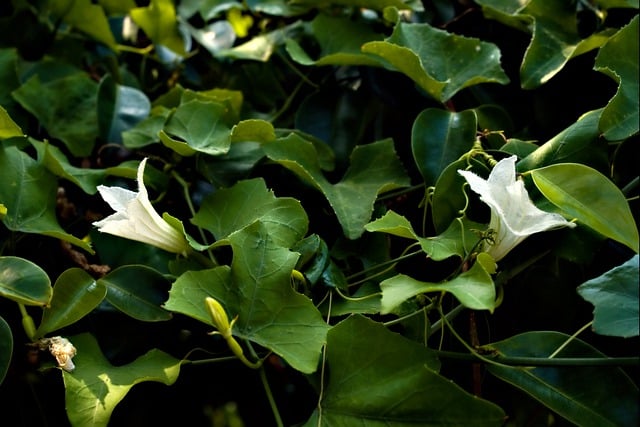 Free download white flowers green leaves leaves free picture to be edited with GIMP free online image editor