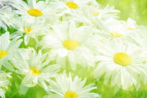 Free download White flowers free photo or picture to be edited with GIMP online image editor