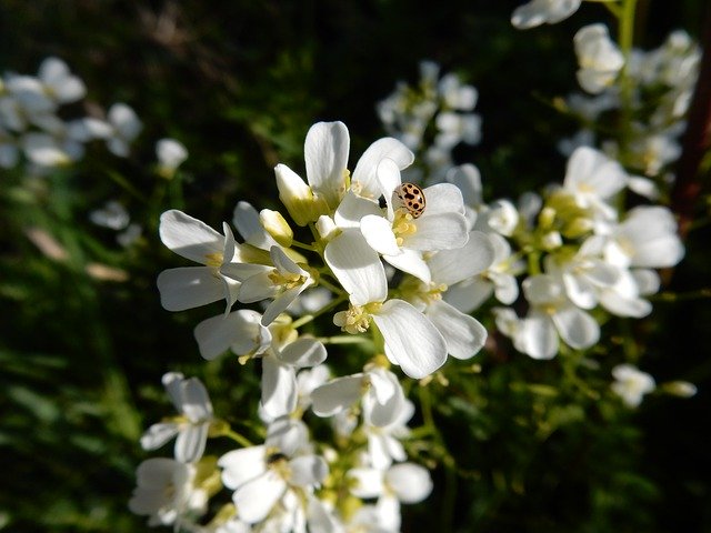 Download gratuito White Flowers Ladybird: foto o immagine gratuita da modificare con l'editor di immagini online GIMP