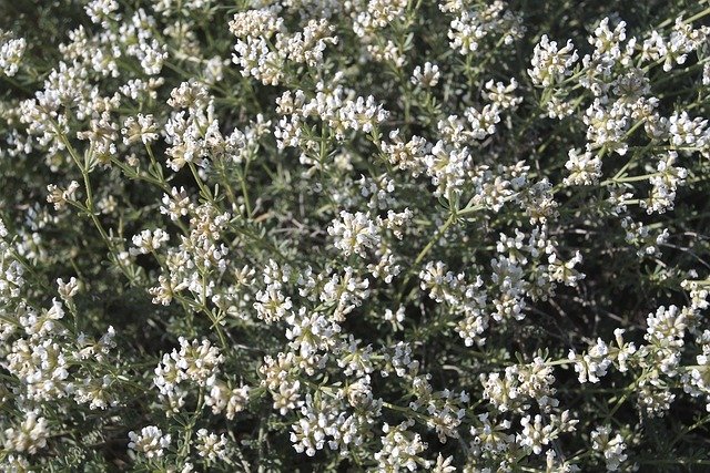 Free picture White Flowers Mediterranean -  to be edited by GIMP free image editor by OffiDocs