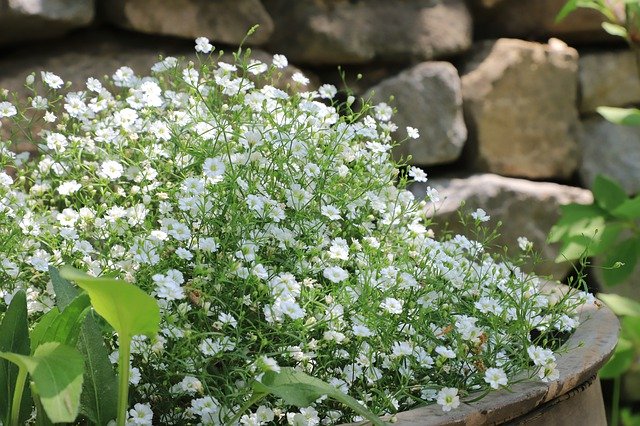Gratis download White Flowers Ornament Jar Potted - gratis foto of afbeelding om te bewerken met GIMP online afbeeldingseditor