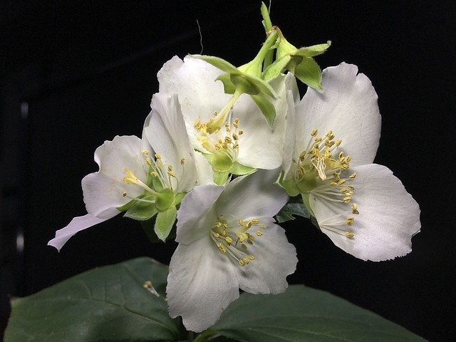 Free download White Flowers Pistils Pistil -  free photo or picture to be edited with GIMP online image editor