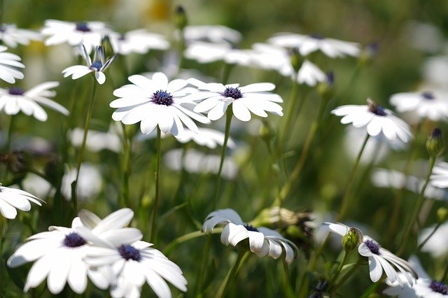 Free download White Flowers Spring -  free photo or picture to be edited with GIMP online image editor