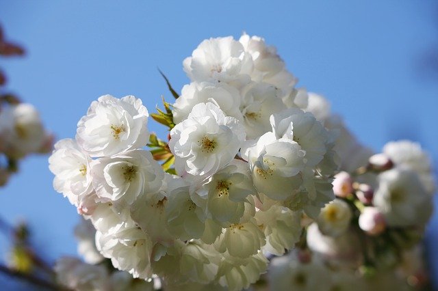 흰 꽃 봄 꽃 무료 다운로드 - 김프 온라인 이미지 편집기로 편집할 무료 사진 또는 그림