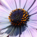 WHITE FLOWERS THEME  screen for extension Chrome web store in OffiDocs Chromium