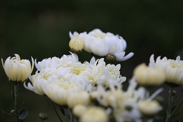 Free download white flowers white chrysanthemum free picture to be edited with GIMP free online image editor