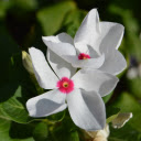 White flowers with pink hearts  screen for extension Chrome web store in OffiDocs Chromium