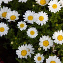 White Flowers with Yellow Stamens  screen for extension Chrome web store in OffiDocs Chromium