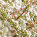 WHITE FLOWER Theme  screen for extension Chrome web store in OffiDocs Chromium