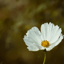 White flower with butterfly wings  screen for extension Chrome web store in OffiDocs Chromium