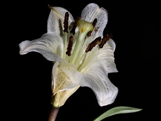 دانلود رایگان White Flower Withered - عکس یا تصویر رایگان قابل ویرایش با ویرایشگر تصویر آنلاین GIMP