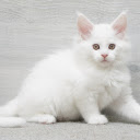 White fluffy cat  screen for extension Chrome web store in OffiDocs Chromium