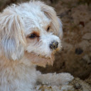 White Fluffy Dog  screen for extension Chrome web store in OffiDocs Chromium