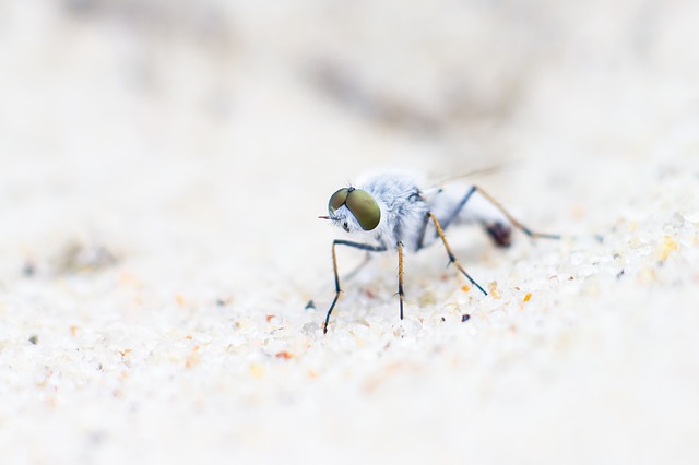 Kostenloser Download Weiße Fliege Insekt Porträt Makro kostenloses Bild zur Bearbeitung mit dem kostenlosen Online-Bildeditor GIMP