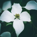 White four petaled flowers  screen for extension Chrome web store in OffiDocs Chromium