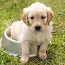 White fur puppy  screen for extension Chrome web store in OffiDocs Chromium