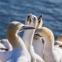 White geese flock  screen for extension Chrome web store in OffiDocs Chromium