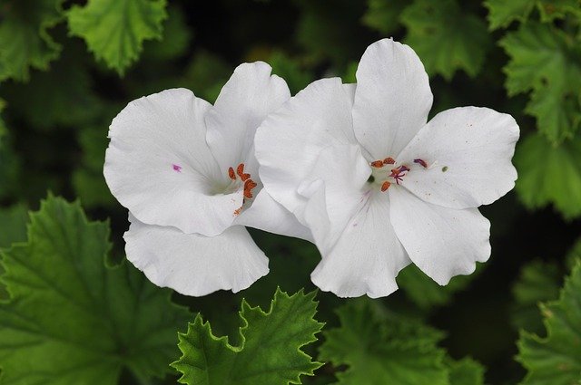 Free download White Geranium -  free photo or picture to be edited with GIMP online image editor