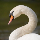 WHITE GOOSE THEME  screen for extension Chrome web store in OffiDocs Chromium