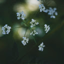 White grass flower branch  screen for extension Chrome web store in OffiDocs Chromium