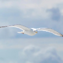 WHITE GULL THEME  screen for extension Chrome web store in OffiDocs Chromium