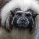 White haired monkey  screen for extension Chrome web store in OffiDocs Chromium