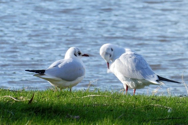 Free download white headed gull seagulls birds free picture to be edited with GIMP free online image editor