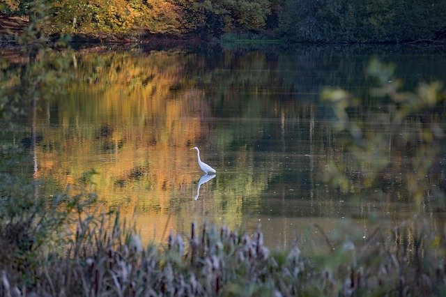 Free download White Heron Autumn Waterfowl -  free photo or picture to be edited with GIMP online image editor