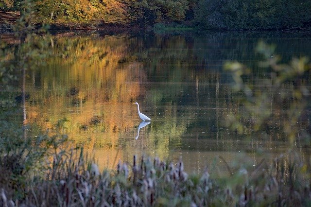 Download gratuito White Heron Autumn Waterfowl - foto o immagine gratuita da modificare con l'editor di immagini online di GIMP