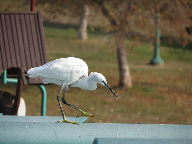 Download gratuito White Heron Bird - foto o immagine gratuita da modificare con l'editor di immagini online di GIMP