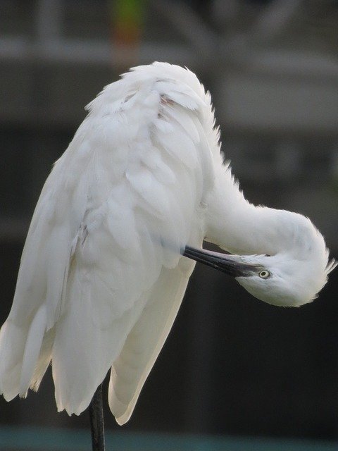 Descărcare gratuită pene de pasăre stârc alb - fotografie sau imagini gratuite pentru a fi editate cu editorul de imagini online GIMP
