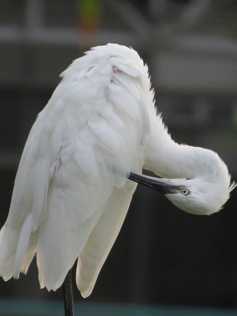 Free download White Heron Bird Feathers -  free photo or picture to be edited with GIMP online image editor
