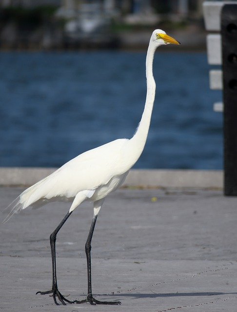 Free download White Heron Florida Yellow Beak -  free photo or picture to be edited with GIMP online image editor