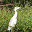 White Heron with Yellow Bill  screen for extension Chrome web store in OffiDocs Chromium