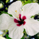 White hibiscus flower  screen for extension Chrome web store in OffiDocs Chromium