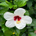 White Hibiscus Wallpaper  screen for extension Chrome web store in OffiDocs Chromium